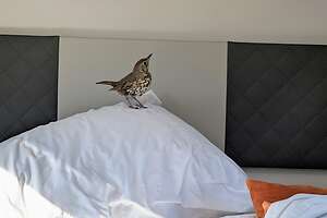 He looks so innocent